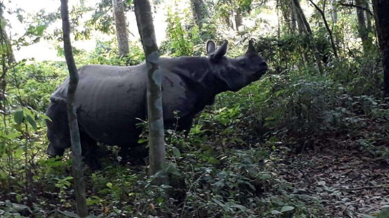 4-Day Chitwan Jungle Safari with Tower Night stay Tour - Key Points
