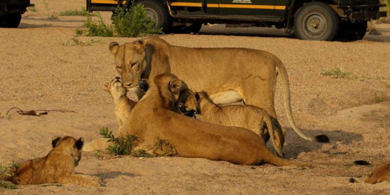 4 Day Garden Route Private Safari From Cape Town - Wildlife Encounters and Experiences