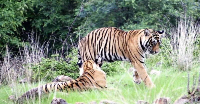 4 Day Golden Triangle & Ranthambore Safari From Delhi - Good To Know