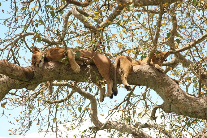 4 Day Gorillas, Wildlife and Chimpanzee Trek at Kibale - Chimpanzee Encounter