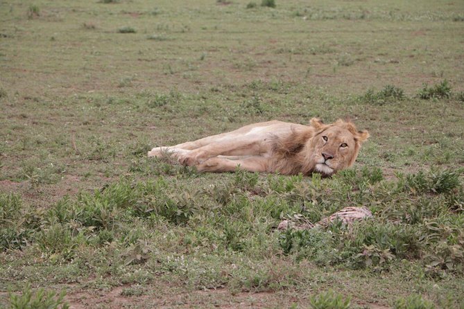 4-Day Group Tour to Tarangire, Serengeti, Ngorongoro - Lodge - Tour Highlights