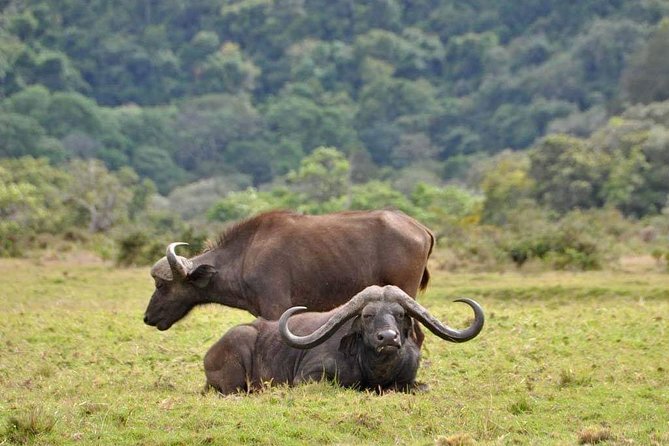 4-Day Group Tour to Tarangire, Serengeti, Ngorongoro - Lodge - Reviews and Ratings