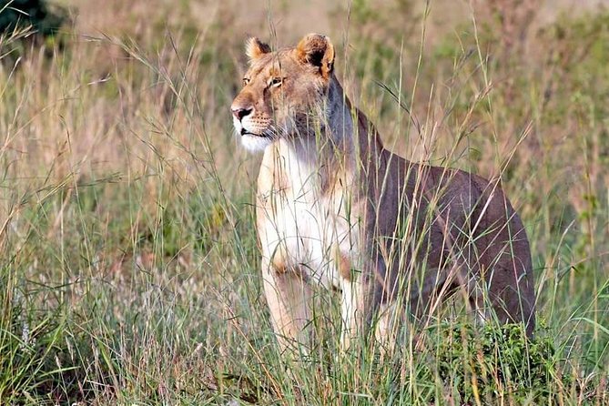 4-Day Group Tour to Tarangire, Serengeti, Ngorongoro - Lodge - Booking Information
