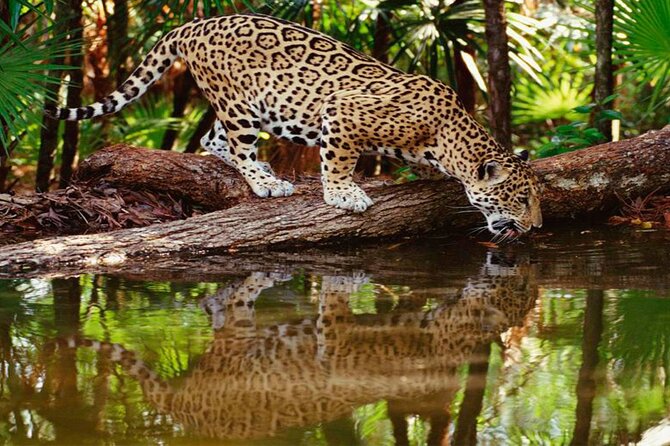 4-Day Jungle of Peru Tambopata Nature Reserve - Meeting and Pickup Details