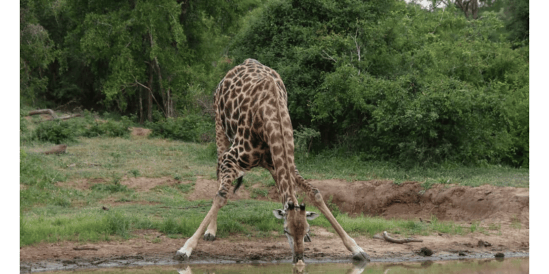 4 Day Kapama Safari From Johannesburg - Booking and Cancellation