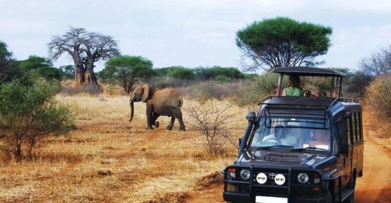 4 Day Kruger N Park & Blyde River Canyon Tour X Johannesburg - Safari Experience