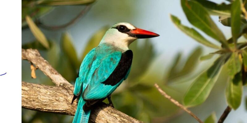 4 Day Kruger N Park & Blyde River Canyon Tour X Johannesburg - Kruger National Park