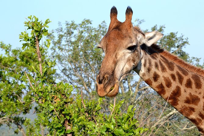 4-Day Kruger National Park Safari From Johannesburg - Inclusions