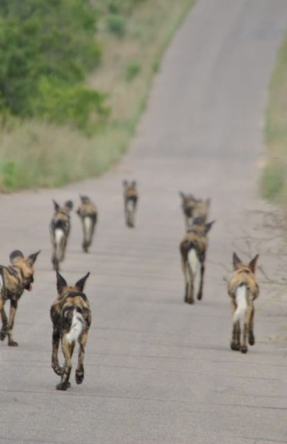 4 Day Kruger Park and Panorama Route Tour - Good To Know