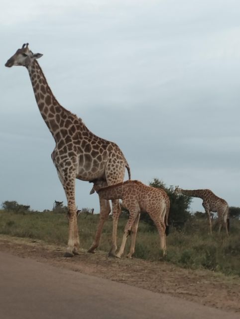 4 Day Kruger Park Safari and Panorama Route - Good To Know