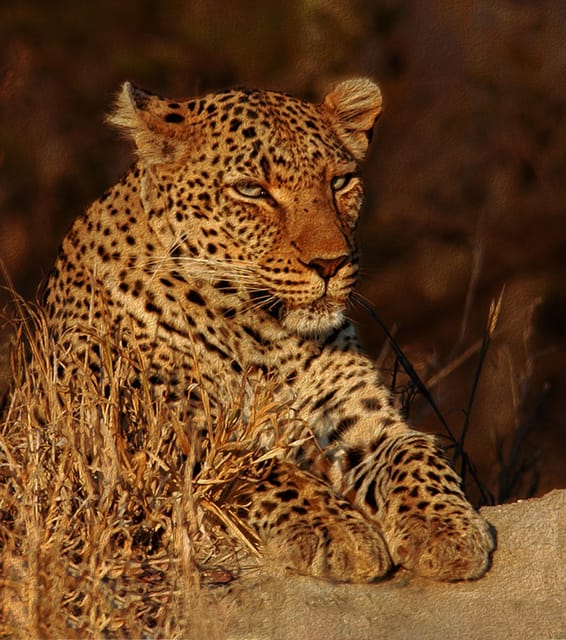 4-Day Kruger Tremisana or Masango Safari from Johannesburg - Key Points