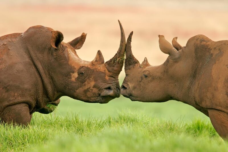 4-Day Kruger Tremisana or Masango Safari from Johannesburg - An In-Depth Look at the Itinerary and What to Expect