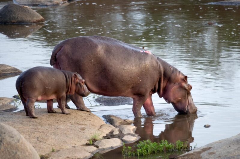 4-Day Kruger Tremisana or Masango Safari from Johannesburg - Practical Details and Tips
