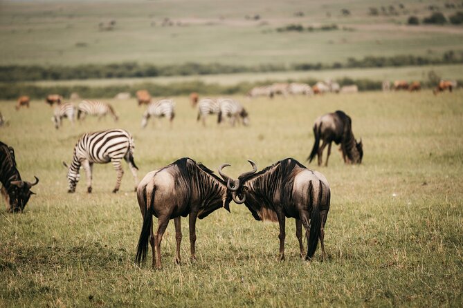4-Day Maasai Mara and Lake Nakuru Safari From Nairobi - Personalized and Private Safari Tour Experience
