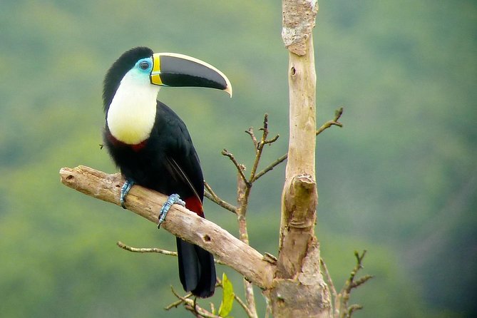 4 Day Manu Bird Watchers Paradise - Group Service - Meals and Dietary Options