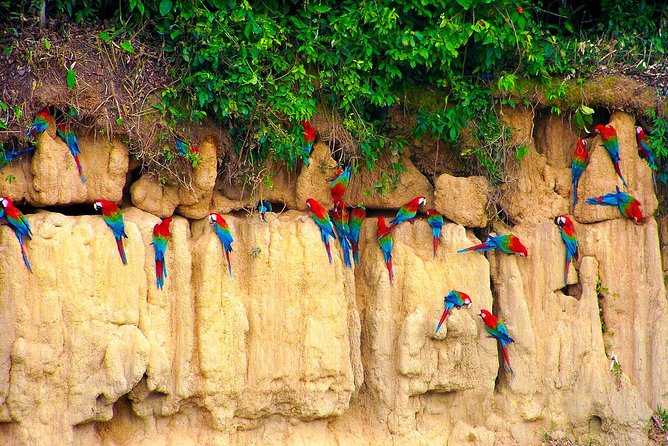 4 Day Manu Bird Watchers Paradise - Group Service - Park Fees and Inclusions