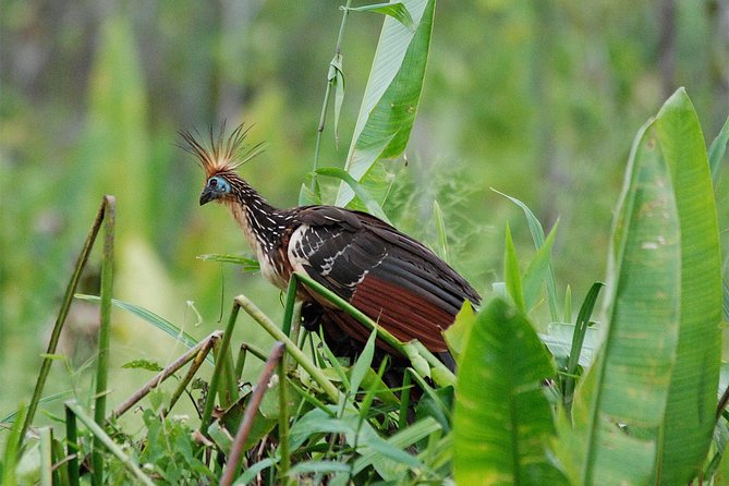 4 Day Manu Bird Watchers Paradise - Group Service - Final Verdict On This Stay