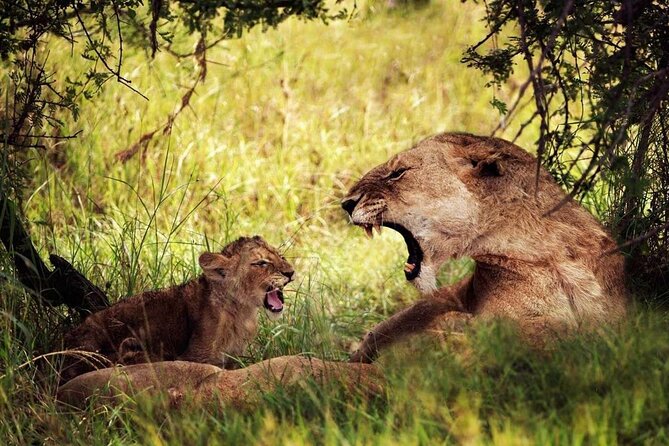 4-Day Manyara Serengeti and Ngorongoro Wonders Budget Safari Tour - Accommodation Options