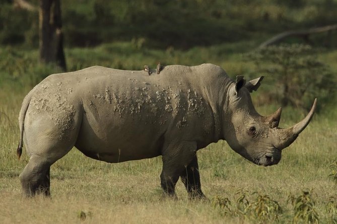 4-Day Masai Mara and Lake Nakuru Safari From Nairobi. - Itinerary Highlights