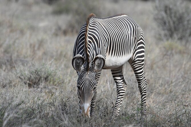 4-Day Masai Mara and Lake Nakuru Safari From Nairobi. - Cultural Experiences