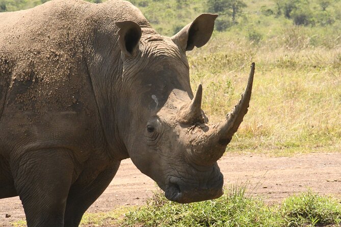 4-Day Masai Mara and Lake Nakuru Safari From Nairobi. - Traveler Reviews and Ratings