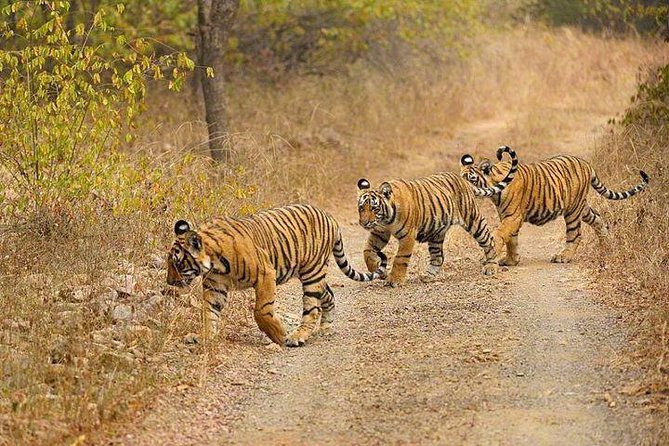 4-Day Ranthambore Tiger Safari Tour to Agra and Jaipur From Delhi - Cultural Demonstrations and Experiences