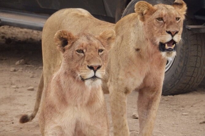 4-Day Safari From Arusha: Tarangire, Serengeti and Ngorongoro - Inclusions and Pricing