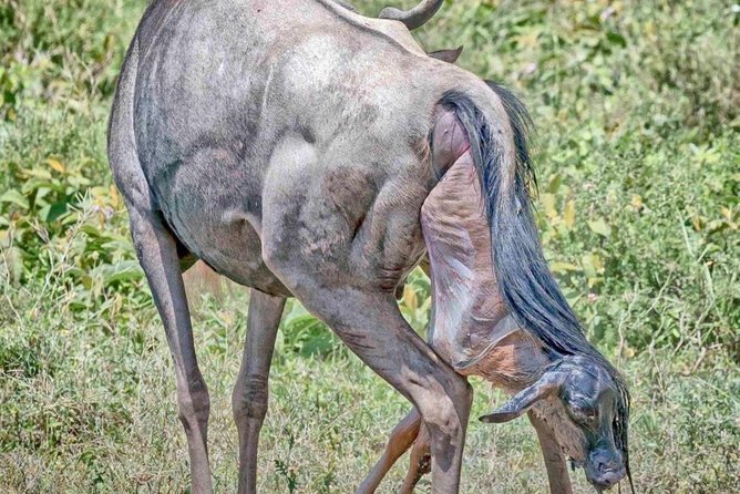 4-Day Safari: Lake Manyara, Serengeti & Ngorongoro - Wildlife Encounters