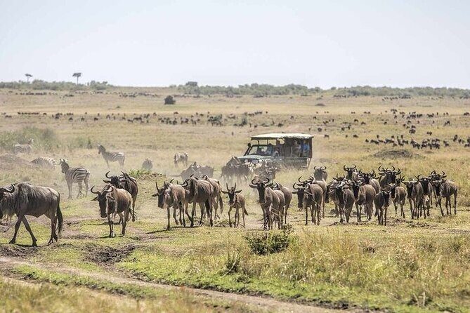 4 Day Safari Maasai Mara, Lake Nakuru and Lake Naivasha - Key Points