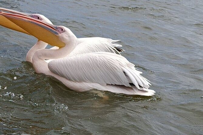 4 Day Safari Maasai Mara, Lake Nakuru and Lake Naivasha - Introduction