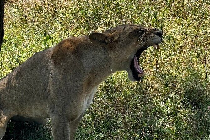 4 Day Safari Maasai Mara, Lake Nakuru and Lake Naivasha - Authentic Experiences and Reviews