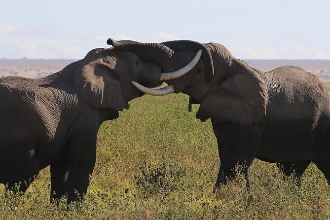 4 Day Safari Maasai Mara, Lake Nakuru and Lake Naivasha - Final Thoughts: Who Is This Tour Best For?