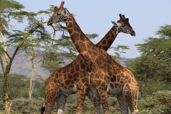 4 Day Safari Maasai Mara, Lake Nakuru and Lake Naivasha - FAQ