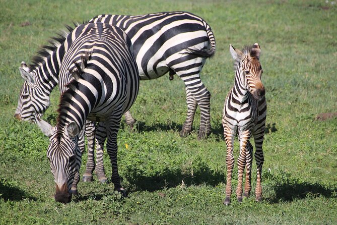 4-Day Safari to Tarangire, Serengeti and Ngorongoro From Arusha - Join a Group - Accommodation Options