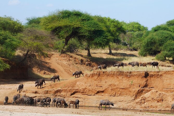 4-Day Safari to Tarangire, Serengeti and Ngorongoro From Arusha - Join a Group - Professional Guide Services