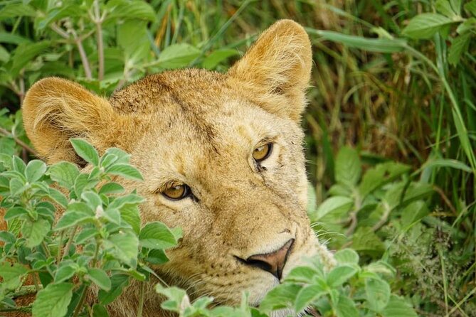 4-Day Safari to Tarangire, Serengeti and Ngorongoro From Arusha - Join a Group - Pickup and Participation