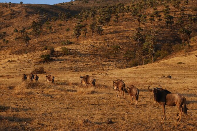 4-Day Safari to Tarangire, Serengeti and Ngorongoro From Arusha - Join a Group - Pricing and Inclusions