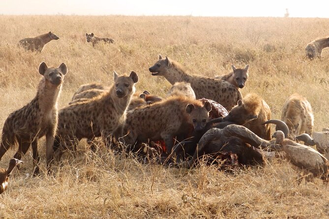 4 Day Serengeti and Ngorongoro Crater - Included Amenities