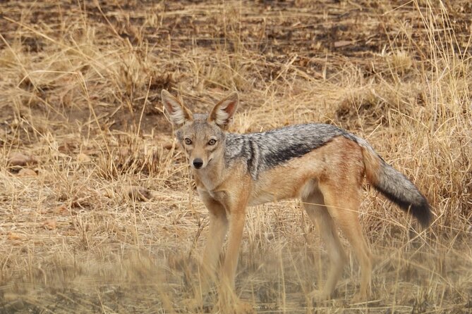 4 Day Serengeti and Ngorongoro Crater - Booking and Pricing