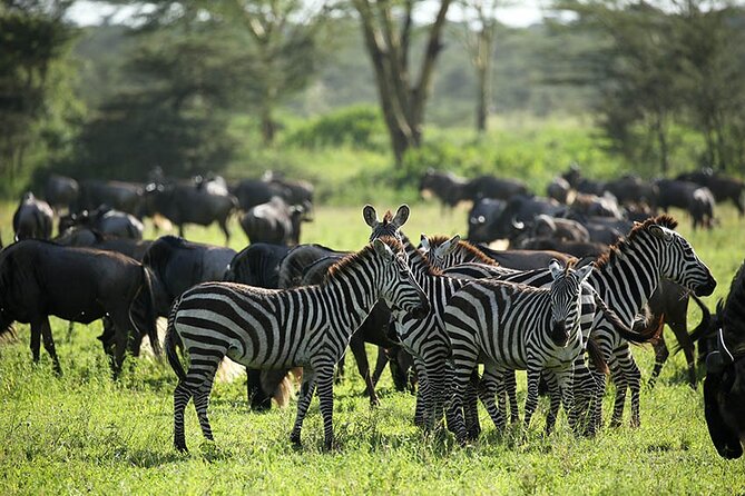 4-Day Serengeti, Ngorongoro, & Lake Manyara Budget Tour - Frequently Asked Questions