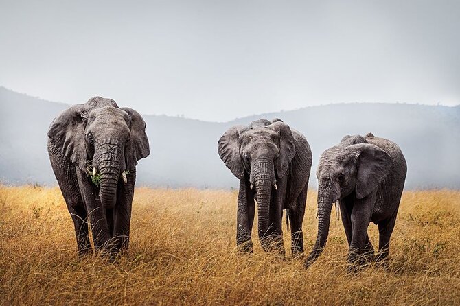 4 Day: Taste of Wildlife - Inclusions and Exclusions