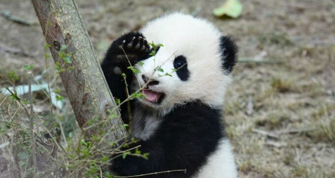 4-day Tour of Chengdu, Leshan Giant Buddha, Mount Emei - Inclusions and Exclusions
