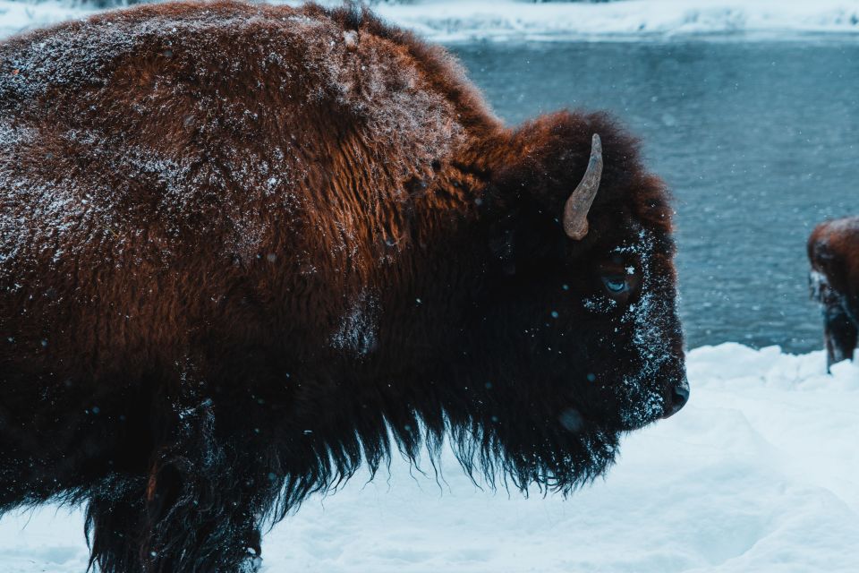 4-Day Winter Yellowstone Tour - Itinerary Details