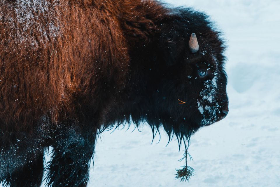 4-Day Winter Yellowstone Tour - Important Information