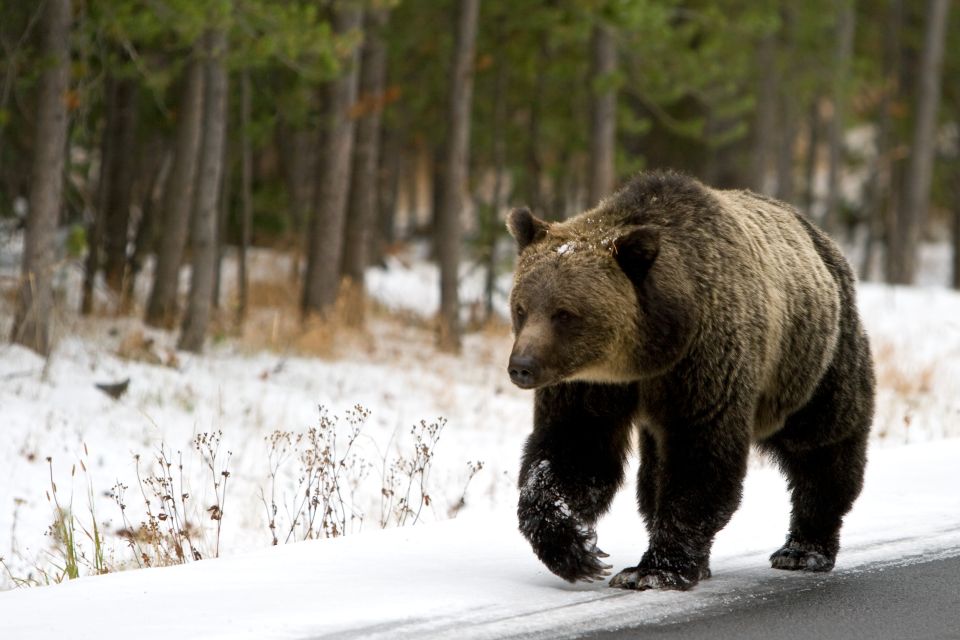 4-Day Winter Yellowstone Tour - Booking Details