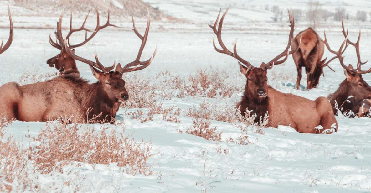 4-Day Winter Yellowstone Tour - Additional Notes