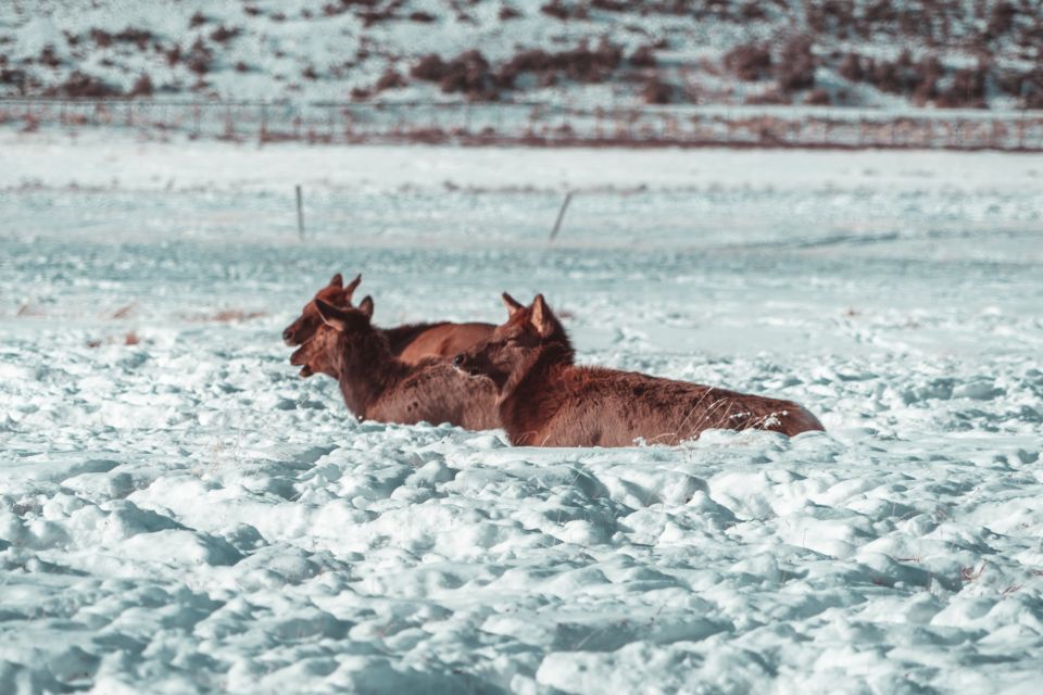 4-Day Winter Yellowstone Tour - Frequently Asked Questions