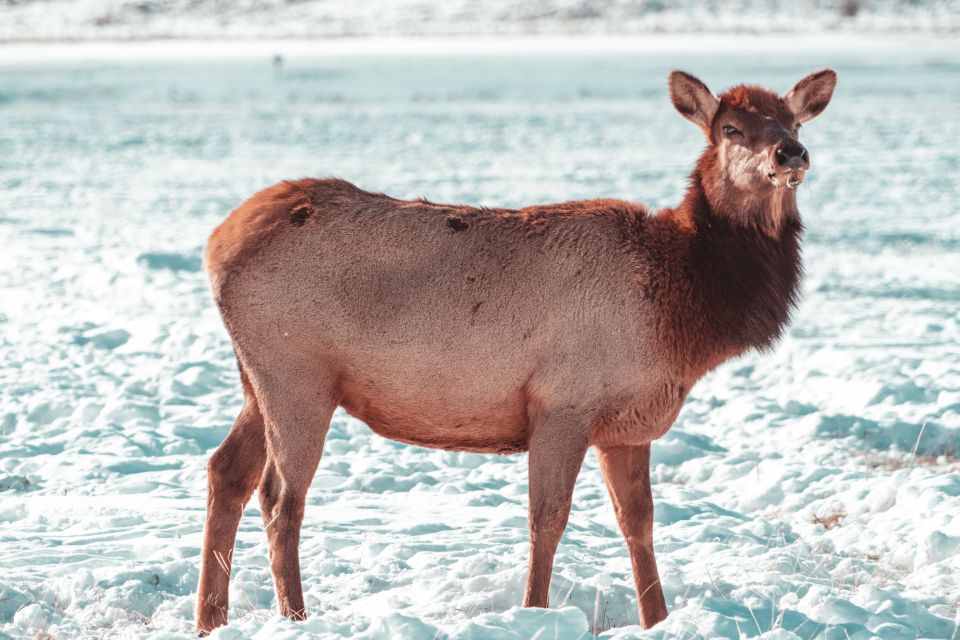 4-Day Winter Yellowstone Tour - Recap