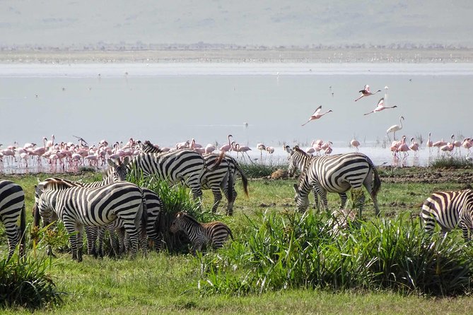 4-Days Adventure Camping Safari to Tarangire, Serengeti & Ngorongoro - Camping on Ngorongoro Crater Rim