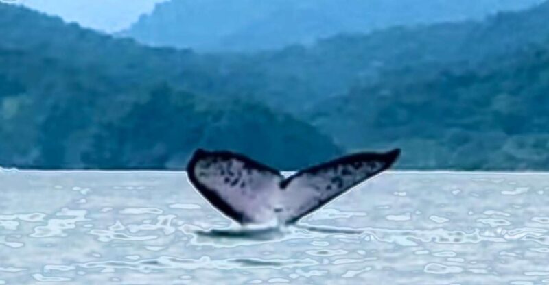 4 Days Adventure; Medellin to Nuqui- Whales!!! - Itinerary Breakdown